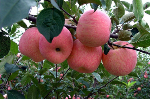 中国最贵的苹果品种是什么 中国最贵的苹果品种是什么名字