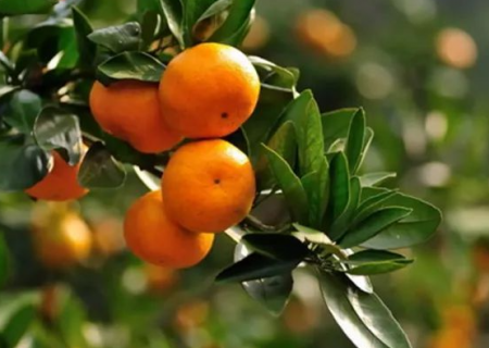 柑橘上的蚜虫怎么防治 柑橘蚜虫防治方法