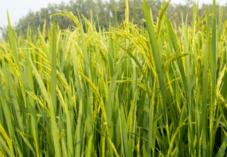 水稻空瘪粒是什么原因造成的（水稻空瘪粒图片）