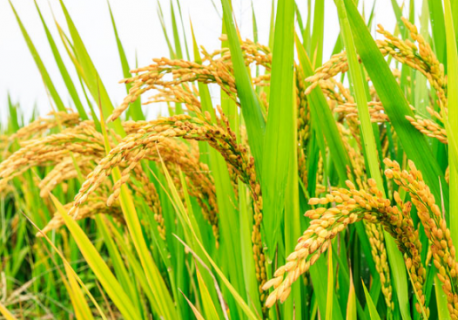 如何提高水稻种植经济效益 如何提高水稻生产效益