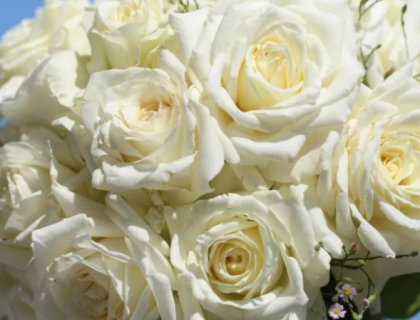 凋谢的白玫瑰的花语是什么 凋落的白玫瑰的花语