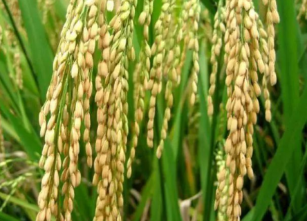 优质水稻的必备条件有哪些 优质水稻的标准是什么