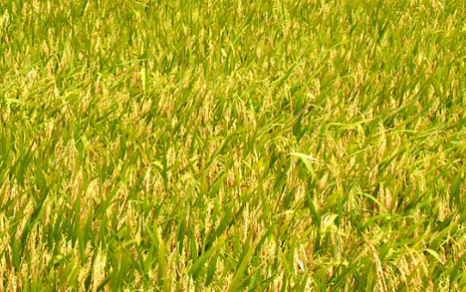 南方地区水稻直播栽培技术 南方地区水稻直播栽培技术研究