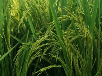 丝苗型优质水稻高效丰产栽培技术（丝苗型优质水稻高效丰产栽培技术有哪些）
