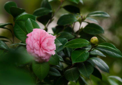 茶花常見病蟲害防治 茶花病蟲害用什么藥