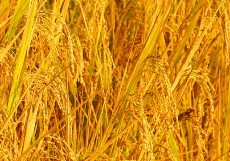 水稻新品种苗稻2号高产栽培技术