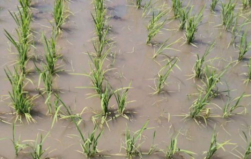 水稻僵苗的原因是什么 水稻僵苗的原因是什么呢