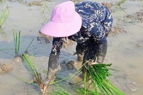 馬蹄荸薺種植技術(shù)