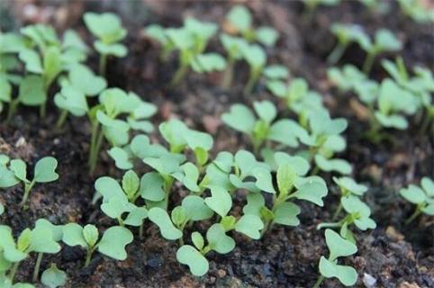 菠菜種植技術(shù)與時(shí)間