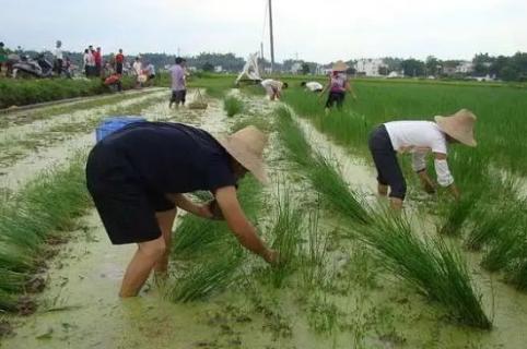 馬蹄荸薺種植技術(shù)