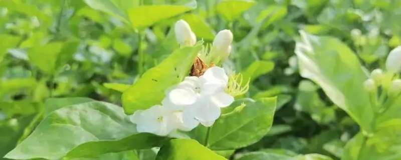 茉莉花几点开（茉莉花几点开放时间）