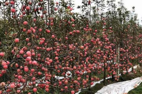 苹果适合在什么地区种植