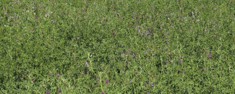 紫花苜蓿亩产量多少（紫花苜蓿亩产量多少吨）