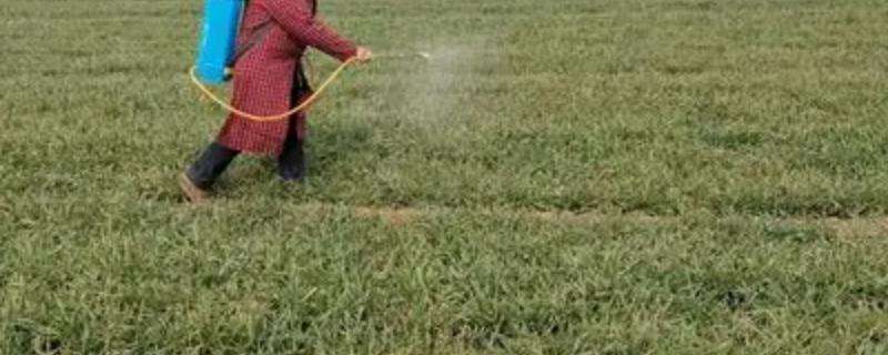 二甲四氯異辛酯除草劑性能（二甲四氯異辛酯除草劑性能如何）