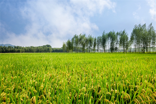 2022农村种植水稻有哪些补贴（2020年水稻种植补贴还有吗）