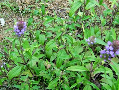 夏枯草膏价格是多少呢（夏枯草膏夏枯草膏）