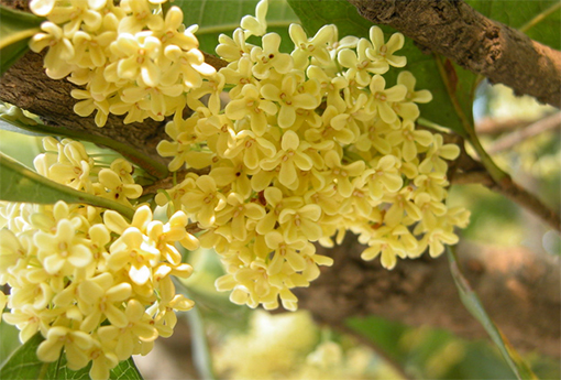 桂花（桂花树怎么养才长得好）