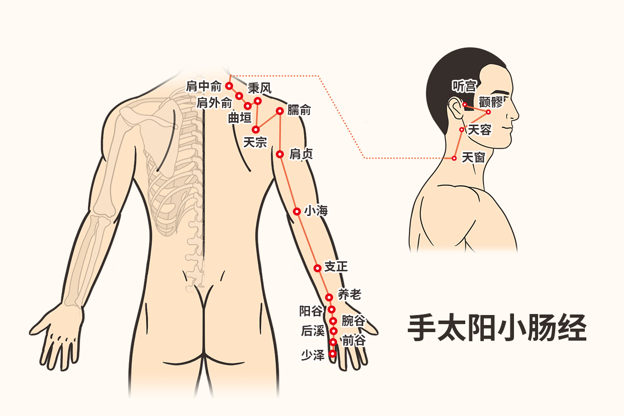 小腸經(jīng)的循行路線以及經(jīng)絡(luò)圖（小腸經(jīng)經(jīng)絡(luò)圖及走向圖）