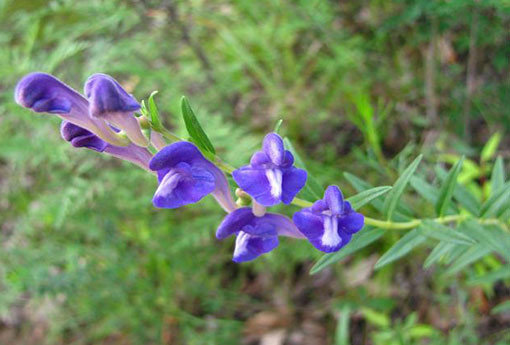 黃芩