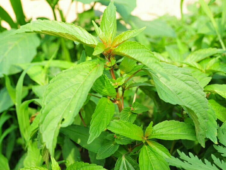 鐵莧菜圖片及作用都是什么（鐵莧菜是什么樣子）