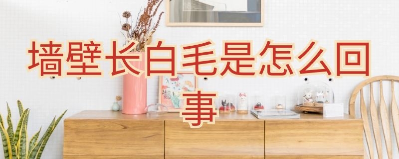 墙壁长白毛是怎么回事（墙壁长白毛是怎么回事啊）