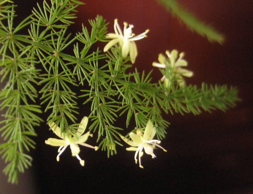 文竹花圖片及文竹詳情 文竹的花圖片