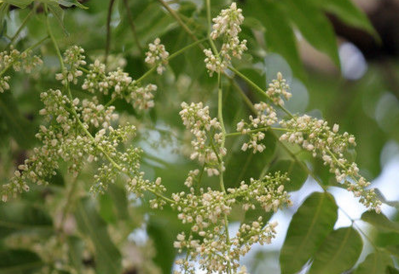 香椿花的圖片是什么樣子的（香椿花的圖片是什么樣子的呢）