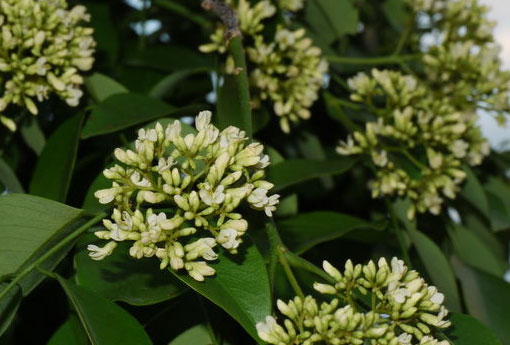 黄花梨 黄花梨和白梨生长适宜温度一样吗