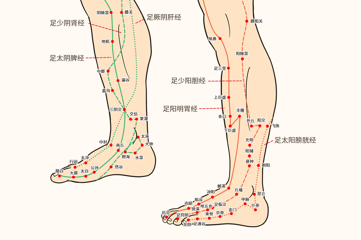 足部经络图解（足部经络图解大图）