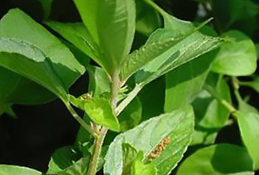 鐵莧 鐵莧菜的食用方法