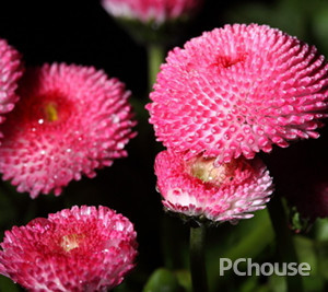 菊花的養(yǎng)護方法 菊花的養(yǎng)護方法和用量