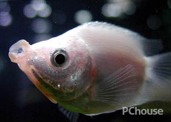 接吻魚的魚缸擺放位置 接吻魚在缸底側躺著
