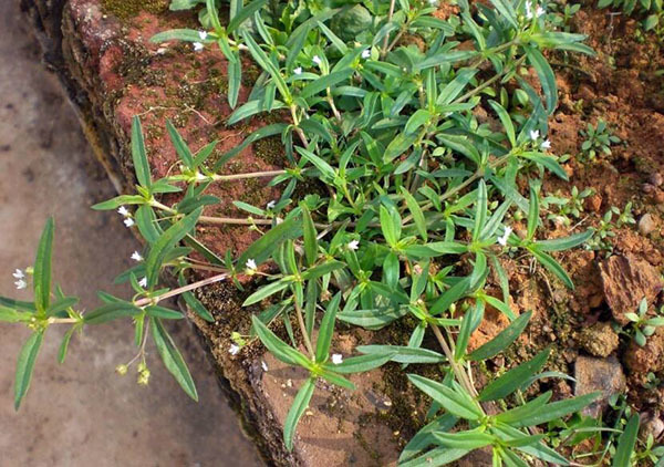 白花蛇草的功效与作用及食用方法（白花蛇草的功效与作用食用方法禁忌）