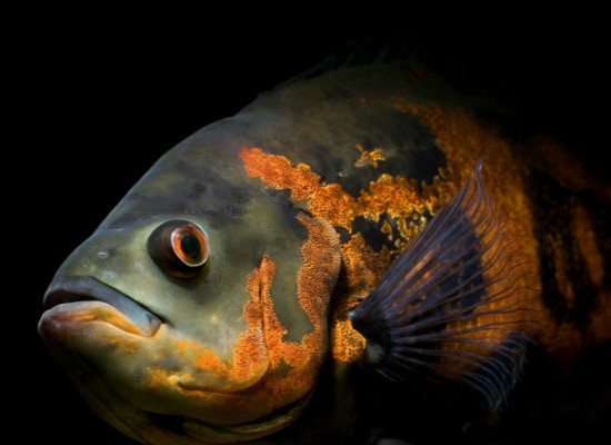 地圖魚常見病的癥狀和治療 地圖魚生病癥狀