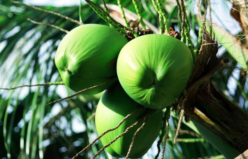 椰子产地以及它的生长环境、品种 椰子主要产地