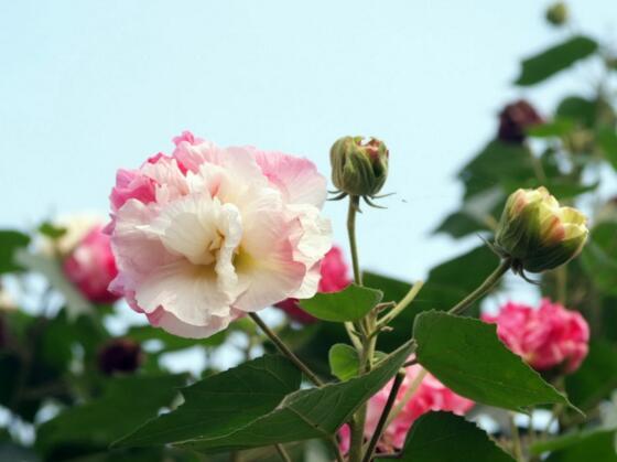 芙蓉花怎么养，你清楚吗？ 请问芙蓉花怎么养