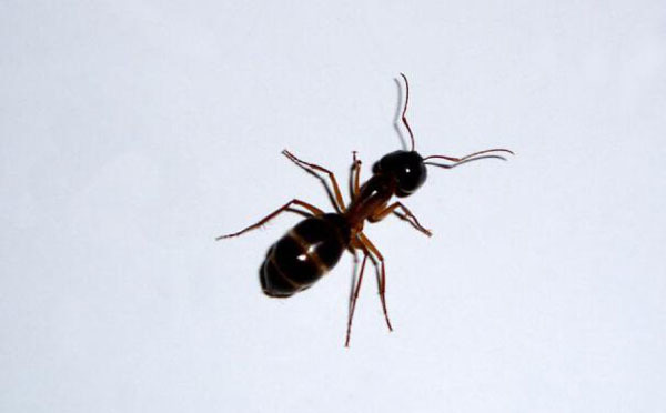 家里有蚂蚁怎么办 家里有蚂蚁防治措施