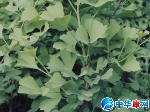 中藥銀杏葉的食用方法