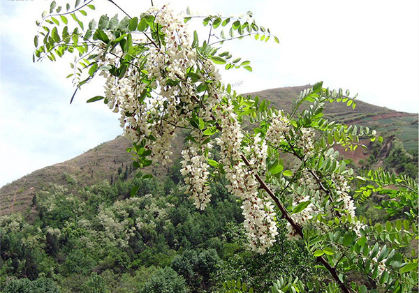 洋槐花怎么吃?洋槐花的功效與作用