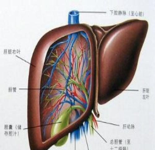 肝硬化传染吗