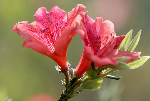 杜鵑花的圖片以及種植要點(diǎn)