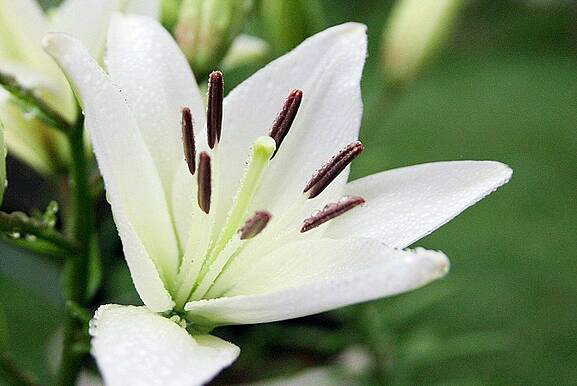 百合花语，积极而美好