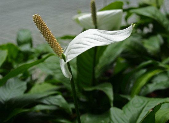 一帆风顺花怎么养（一帆风顺花怎么养冬季）