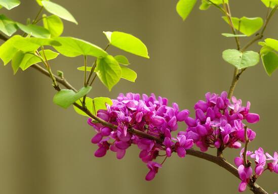 观赏与*用价值合二为一的紫荆花（紫荆的花相类型是_______）