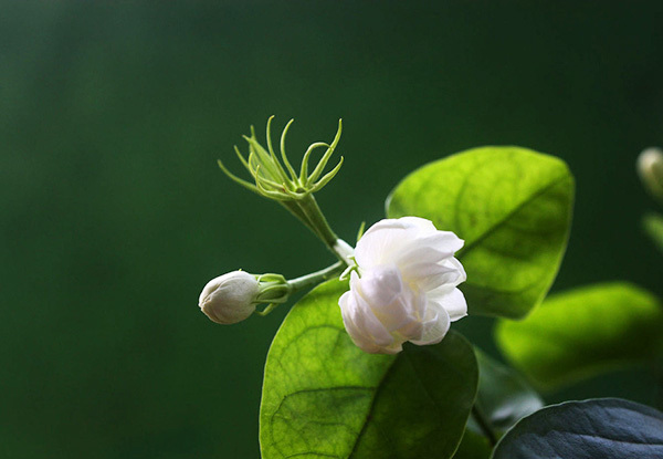 茉莉花的功效与作用 茉莉花图片观赏