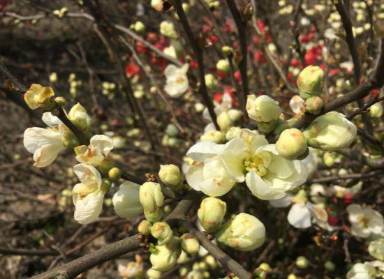 木瓜海棠：讓你輕松入住自然家居