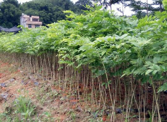 栽种黄花梨 树苗要选对