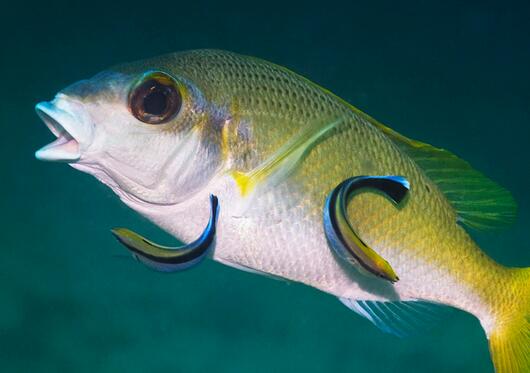 養(yǎng)殖清潔工魚 水族箱潔凈如初 