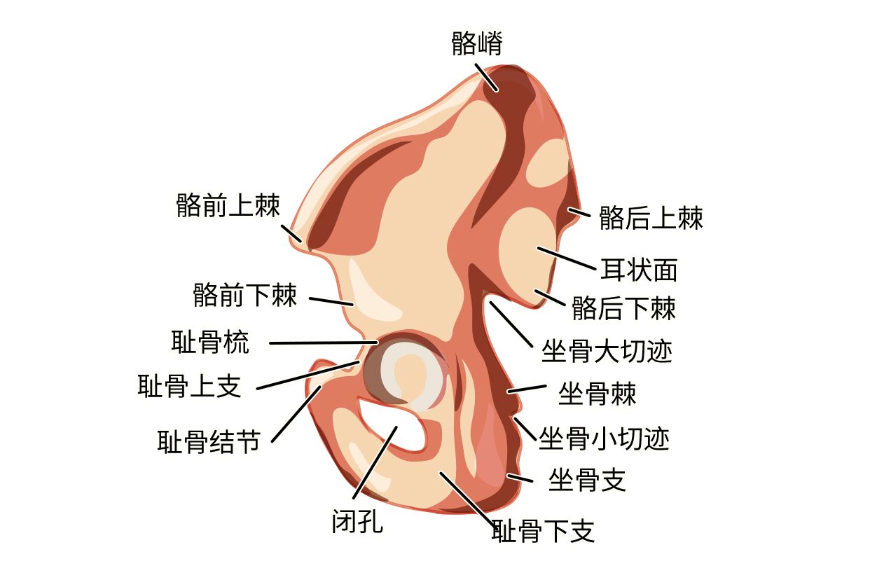 髂骨耳状面图片（骶髂关节耳状面图片）