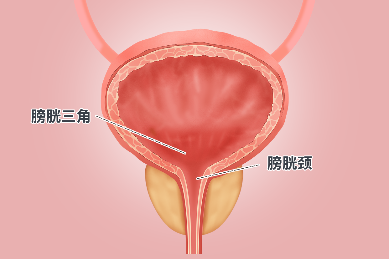 膀胱頸和膀胱三角解剖圖